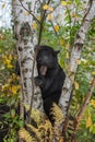 Black Bear Ursus americanus in Amongst Birch Trees Autumn Royalty Free Stock Photo