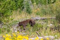 Black bear Ursus americanus cinnamon phase,  walking in a Montana forest Royalty Free Stock Photo