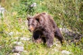 Black bear Ursus americanus cinnamon phase,  walking on in a Montana forest Royalty Free Stock Photo