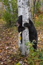 Black Bear Ursus americanus Clings to Birch Tree Autumn