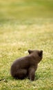 Black Bear (Ursus americanus) Cub Behind Royalty Free Stock Photo