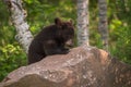 Black Bear Ursus americanus Cub Bows Head Atop Rock Royalty Free Stock Photo