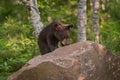 Black Bear Ursus americanus Cub Enjoys Berries Atop Rock Royalty Free Stock Photo