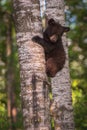 Black Bear Ursus americanus Cub Looks Down From Tree Trunk Royalty Free Stock Photo