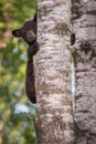 Black Bear Ursus americanus Cub Peers Around Trunk Royalty Free Stock Photo