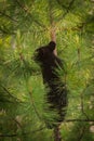 Black Bear Ursus americanus Cub in Pine Tree Royalty Free Stock Photo