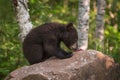 Black Bear Ursus americanus Cub SIts on Rock Eating Berries