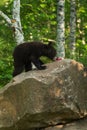 Black Bear (Ursus americanus) Cub Snacks on Berries Royalty Free Stock Photo