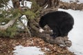 Black Bear Ursus americanus With Fur Tuft on Log