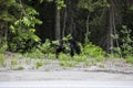 Black bear (Ursus americanus) in Glacier National Park, Canada Royalty Free Stock Photo