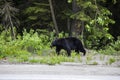 Black bear (Ursus americanus) in Glacier National Park, Canada Royalty Free Stock Photo