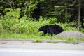 Black bear (Ursus americanus) in Glacier National Park, Canada Royalty Free Stock Photo