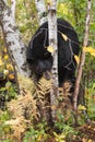 Black Bear Ursus americanus Leans Down to Bite Fern Autumn