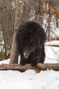 Black Bear Ursus americanus Looks Down While Rubbing Back on Tree Winter Royalty Free Stock Photo