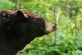 Black Bear (Ursus americanus) Profile Backlit