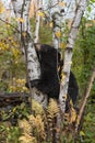 Black Bear Ursus americanus Rests Chin on Birch Tree Autumn Royalty Free Stock Photo