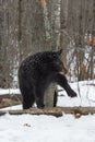 Black Bear Ursus americanus Rubs Leg Against Tree Tongue Out Winter