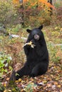 Black Bear Ursus americanus Sits Chewing on Branch Autumn