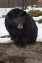 Black Bear Ursus americanus Sits Paws Together on Rock Winter