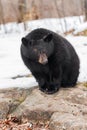 Black Bear Ursus americanus Sits on Rock Paws Together Winter