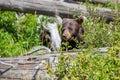 Black bear Ursus americanus sitting behind  a big log in a Montana forest Royalty Free Stock Photo