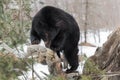 Black Bear Ursus americanus Sniffs Deeply at Log