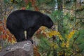 Black Bear Ursus americanus Stands in Profile on Rock Autumn Royalty Free Stock Photo