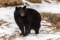 Black Bear Ursus americanus Stands in Snow Winter