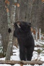Black Bear Ursus americanus Stands to Chew on Branch Stub on Tree Winter