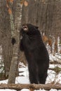 Black Bear Ursus americanus Stands to Gnaw on Tree Winter