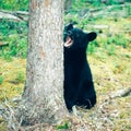 Black Bear Ursus americanus Yukon boreal forest