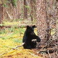 Black Bear Ursus americanus Yukon Canada taiga Royalty Free Stock Photo