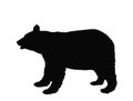 Black bear vector silhouette illustration isolated on white background. Royalty Free Stock Photo
