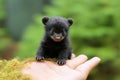 Black bear tiny smallest animal in the world standing on human hand illustration generative ai