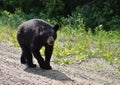 Black bear walking along gravel road Royalty Free Stock Photo