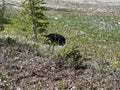 A Black Bear Walking along the road in Jasper National Park in Canada Royalty Free Stock Photo