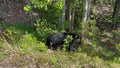 A Black Bear Walking along the road in Jasper National Park in Canada on a spring day Royalty Free Stock Photo