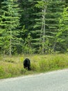 A Black Bear Walking along the road in Jasper National Park in Canada on a sunny day Royalty Free Stock Photo