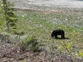 A Black Bear Walking along the road in Jasper National Park in Canada Royalty Free Stock Photo