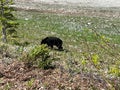 A Black Bear Walking along the road in Jasper National Park in Canada Royalty Free Stock Photo