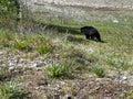 A Black Bear Walking along the road in Jasper National Park in Canada Royalty Free Stock Photo