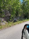 A Black Bear Walking along the road in Jasper National Park in Canada Royalty Free Stock Photo