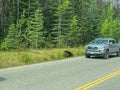 A Black Bear Walking along the road in Jasper National Park in Canada on a sunny spring day Royalty Free Stock Photo
