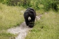 Black Bear walking along rural road. bear in the zoo Royalty Free Stock Photo