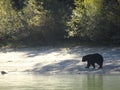 Black bear walking along the shore in Canada, British Columbia