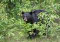 Black bear in Jasper National Park Royalty Free Stock Photo