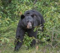 Black bear in Jasper National Park Royalty Free Stock Photo