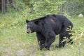 Black bear in Jasper National Park Royalty Free Stock Photo