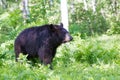 Black bear walking in ferns Royalty Free Stock Photo