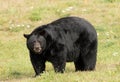 Black bear walking through the meadow Royalty Free Stock Photo